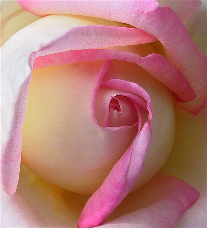 The Maxim Hygiene Spring GiveAway Contest! Win a Year's Supply!!