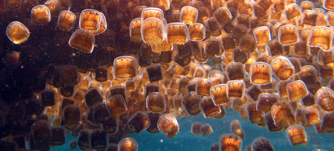 Dr. Seuss & Earth Day: Ocean Life