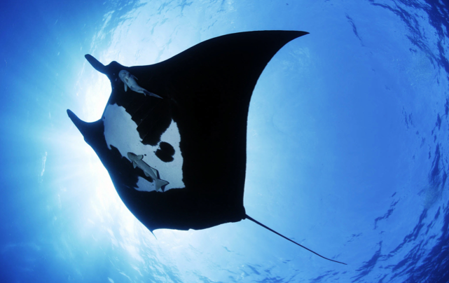 manta