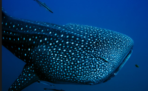 Maxim's Summer Reading List: Yoga For A Healthy Menstrual Cycle